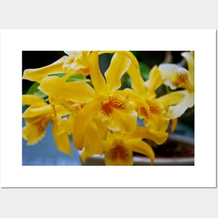 Yellow Orchid Flower Flowering Plant Posters and Art